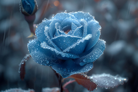 蓝色的冰冻玫瑰花卉背景图片