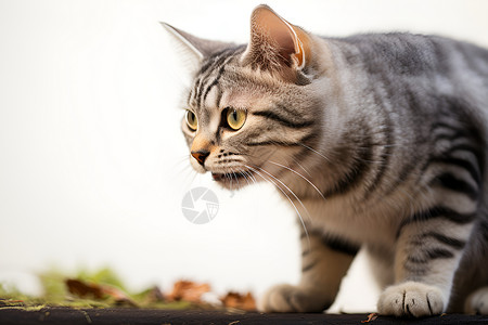 凶猛的宠物小猫背景图片