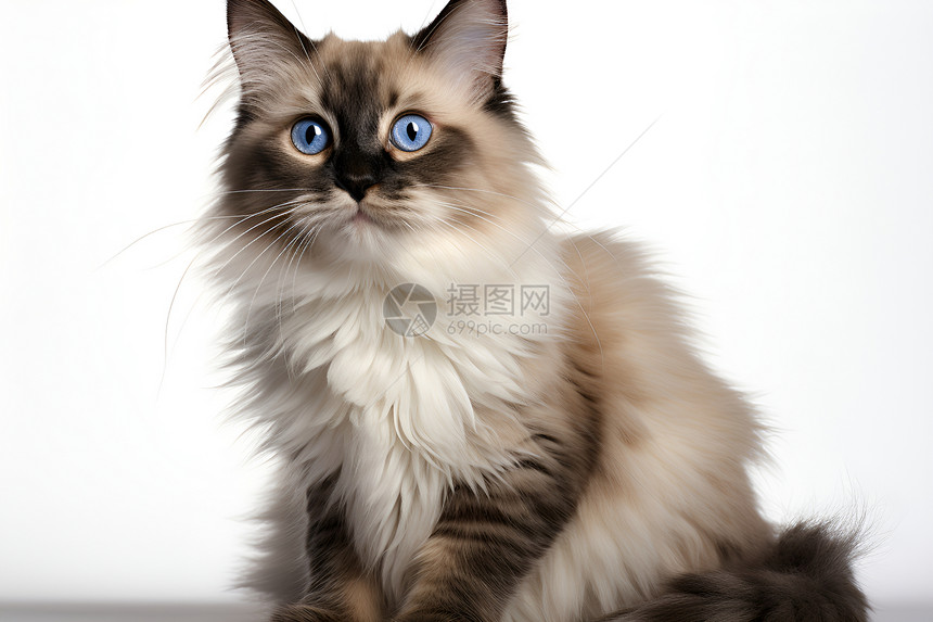蓝色眼睛的小猫图片