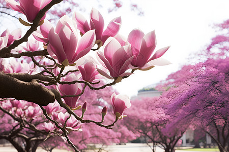 花卉枝条边框桃花盛开的公园风景背景