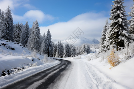 冬日森林中的道路背景图片