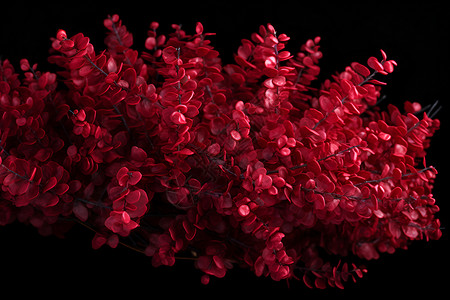红色的灌木叶子刺果柏高清图片