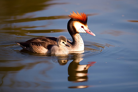 可爱蓝点颏鸟类水鸟水中畅游背景