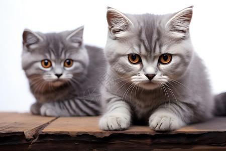 两只猫咪在木桌上背景图片