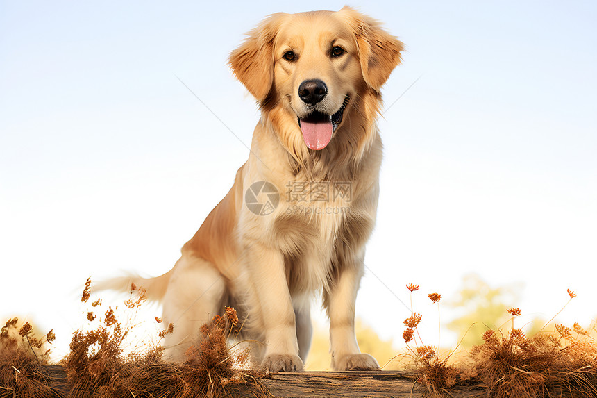 热情的黄金猎犬图片