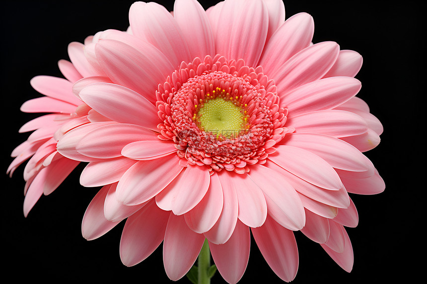 一朵粉色雏菊图片