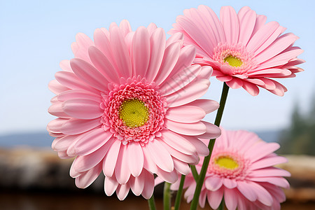 粉色的非洲菊背景图片