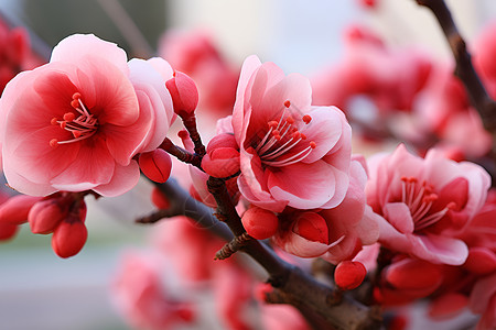 粉红花枝背景图片