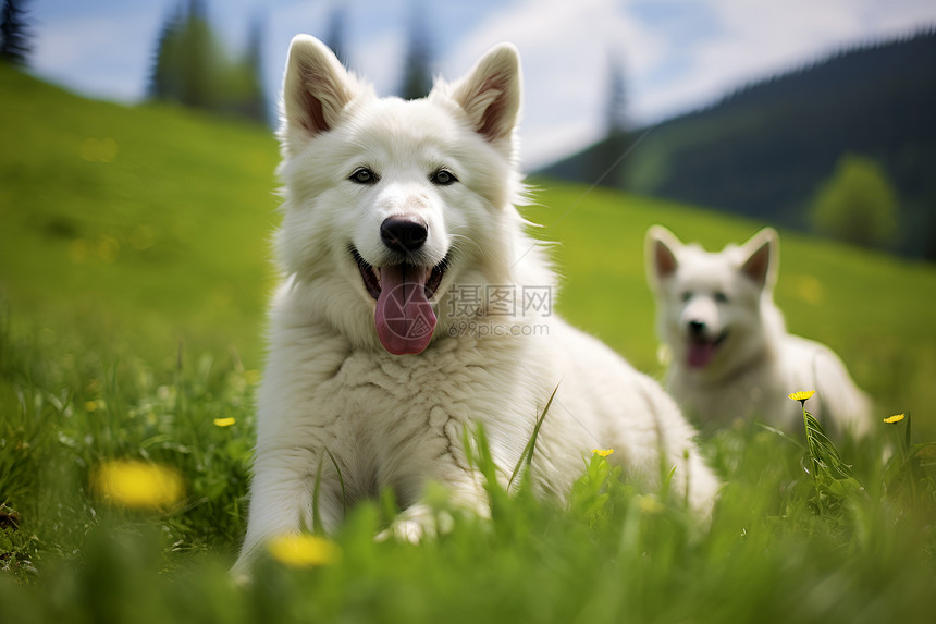 两只白色狗狗图片