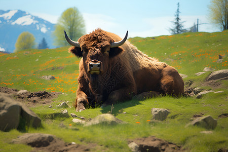 草原上的大牛高清图片
