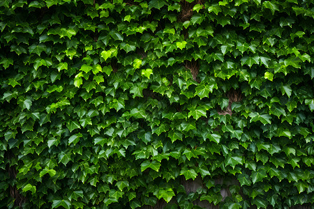 常春藤联盟城市中的绿墙背景
