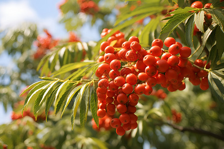 成熟的果子树枝上的一串红浆果背景