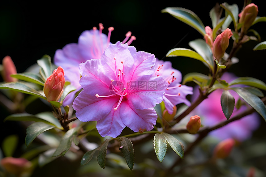 枝头盛开的粉色花朵图片