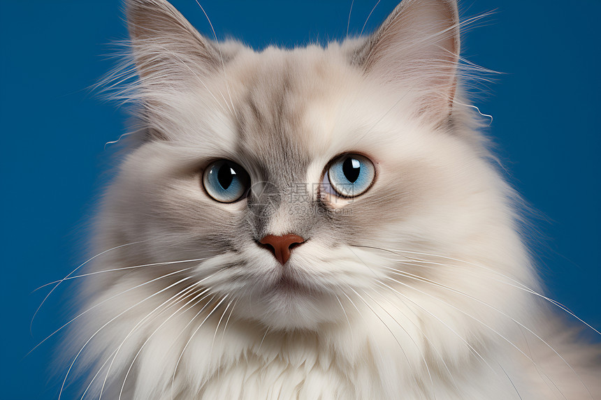 一只眼神警觉的白猫图片