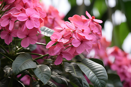 花朵绿叶素材绿叶中盛放的花朵背景