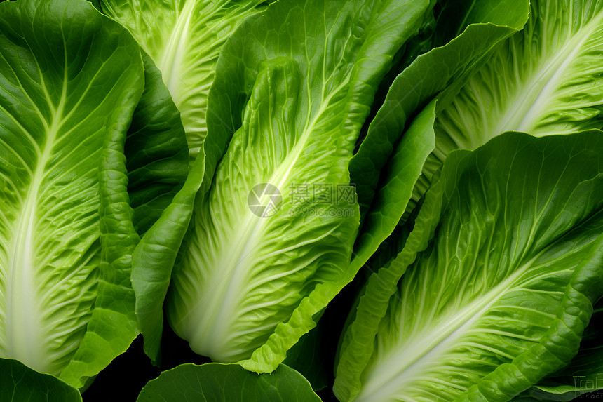 健康营养的绿色蔬菜图片