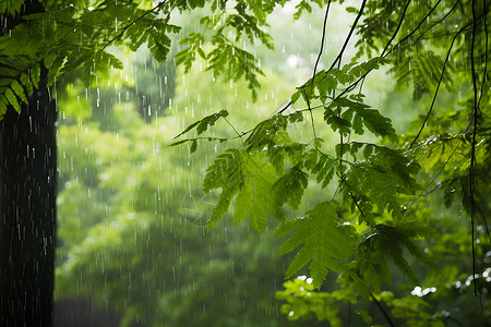 绿叶插画雨中林间背景