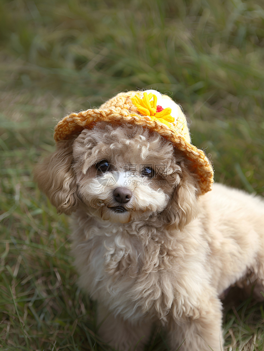 小狗戴帽子图片