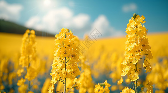 春天近景金黄油菜花近景背景