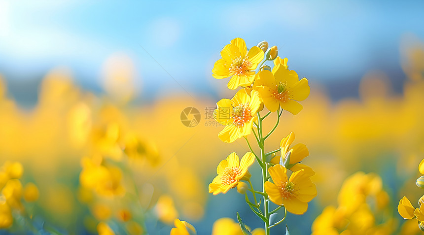 金黄色油菜花的特写图片