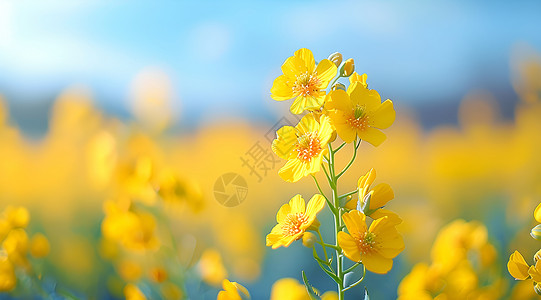 油菜花特写金黄色油菜花的特写背景