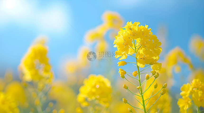 黄色世界花卉图片
