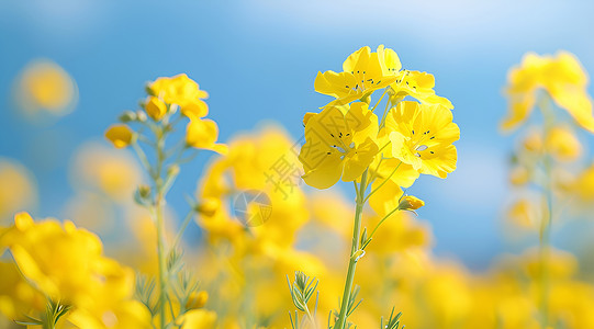 美丽油菜花阳光下的油菜花海背景