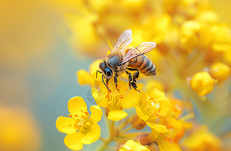 采艾油菜花上的蜜蜂背景