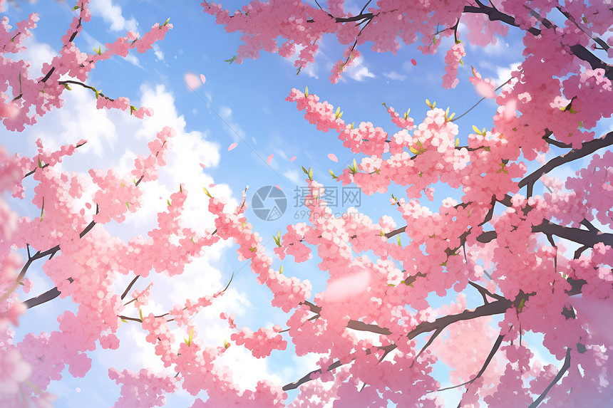 一颗盛开的樱花树图片
