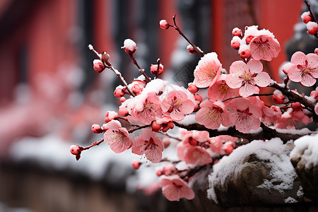 鲜艳梅花红墙梅花背景