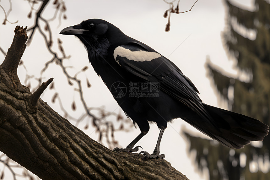 树枝上的黑鸟图片
