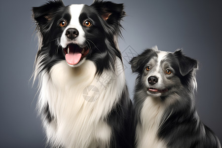 两只狗狗背景图片