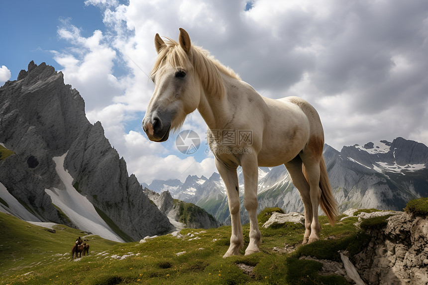山坡中的动物白马图片