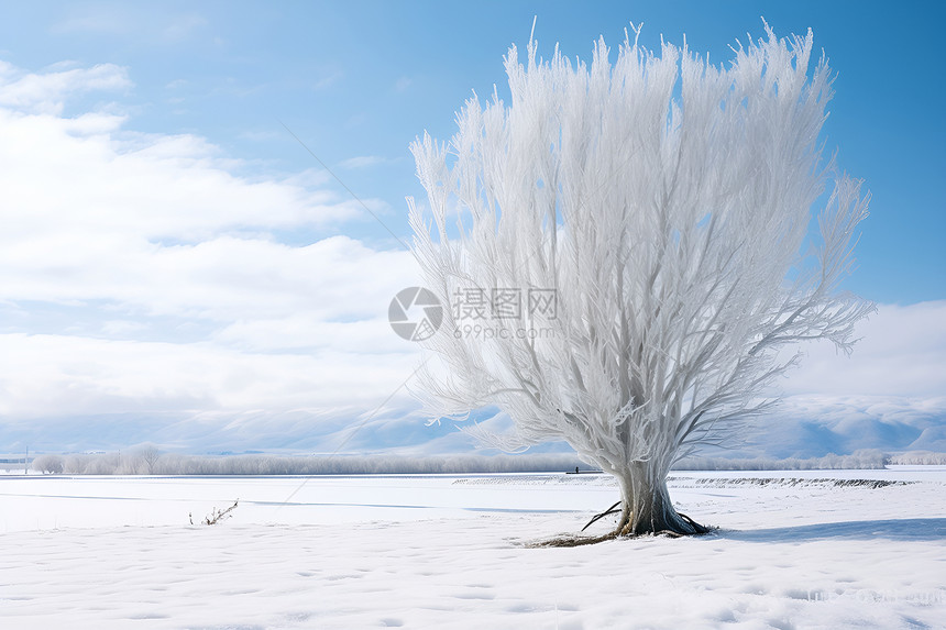 冰雪中的树图片