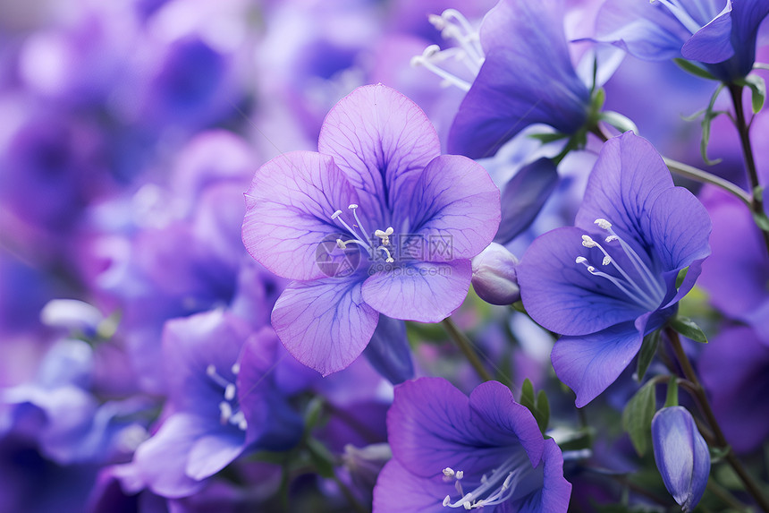 花海中的紫色花朵图片
