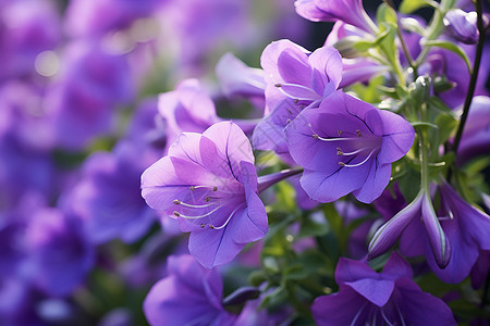 紫色花卉边框花海中盛开的花卉背景