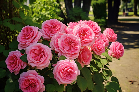 玫瑰花园背景/蔷薇娇艳盛放背景