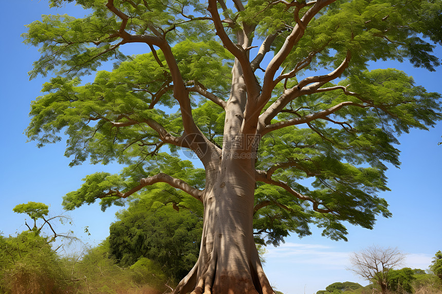 宏伟的非洲大树图片