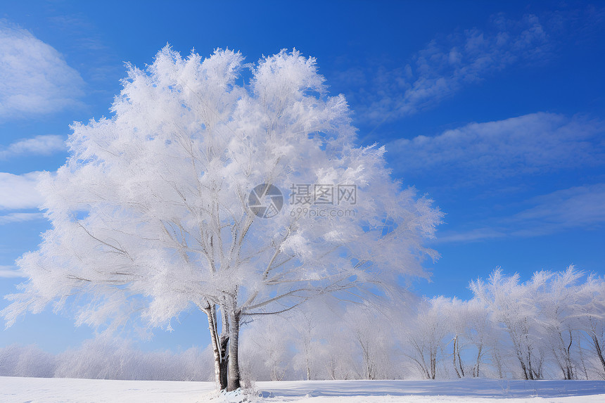 蓝天下的霜雪树图片