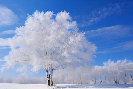 蓝天下的霜雪树高清图片