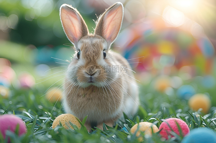 草坪上的兔子图片