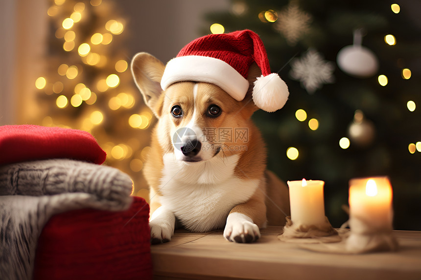 一个戴着圣诞帽的狗狗图片
