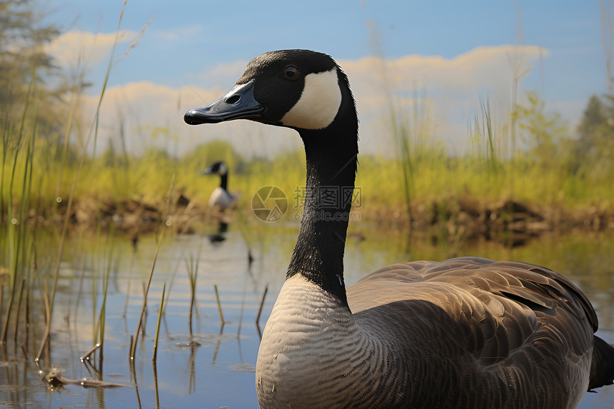 湿地上的野鸭图片