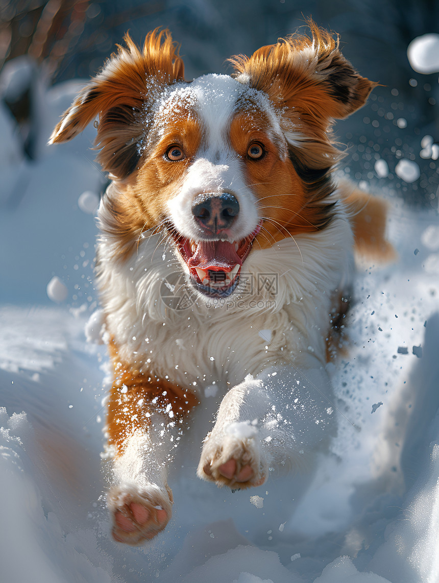 雪地奔跑的小狗图片
