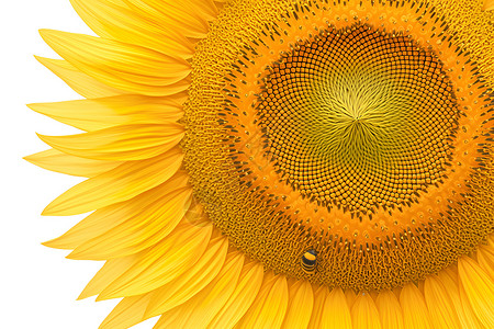 太阳花的美丽描绘背景图片