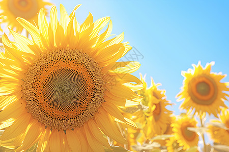 阳光下的巨大向日葵高清图片