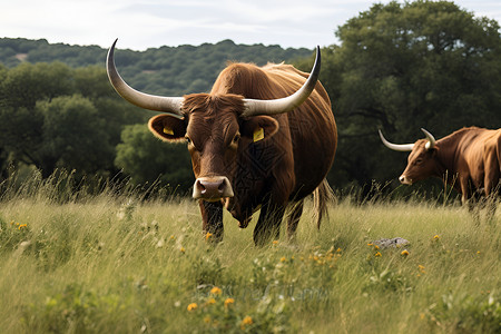 公牛麋草原中的两头牛背景