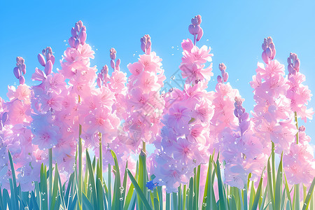 一片满是粉色风信子的草坪背景图片