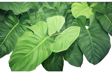 翠绿的热带植物背景图片