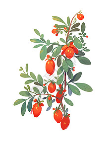 果莓冰沙树枝上的枸杞插画